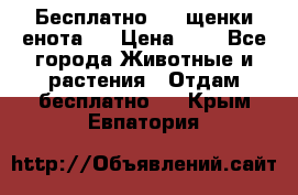 Бесплатно !!! щенки енота!! › Цена ­ 1 - Все города Животные и растения » Отдам бесплатно   . Крым,Евпатория